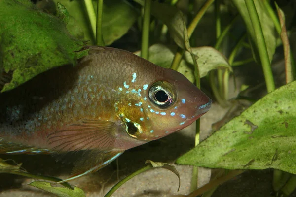 Мексиканский Огненный Цихлид Thorichthys Aureus Самка — стоковое фото