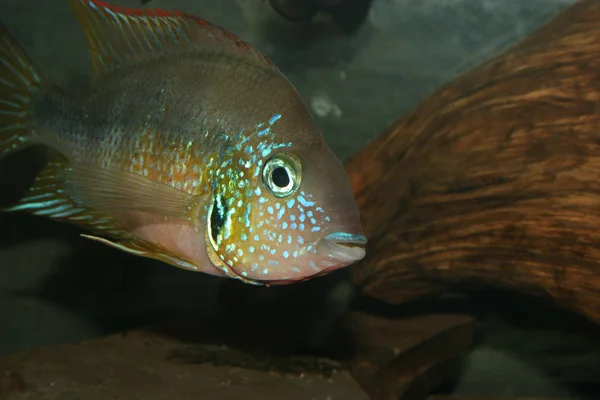 Meksykańskie Usta Ogniowe Cichlid Thorichthys Aureus Mężczyzna — Zdjęcie stockowe