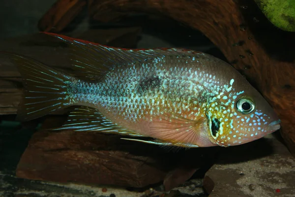 Meksika Ateş Ağızlı Cichlid Thorichthys Aureus Erkek — Stok fotoğraf