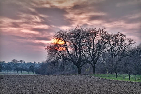 Feld Und Bäume Bei Sonnenuntergang Mit Violettem Himmel Baden Deutschland — Stockfoto