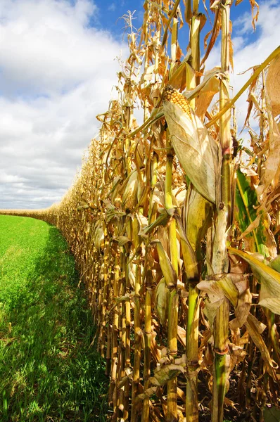 위스콘신에서 추수를 기다리는 옥수수 — 스톡 사진