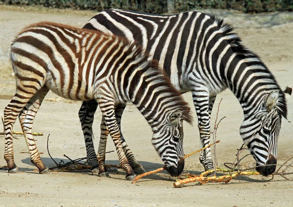 Verschiedene Lebensmittel Selektiver Fokus — Stockfoto