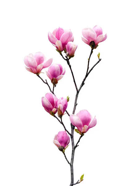 Květy Magnólie Jaře — Stock fotografie