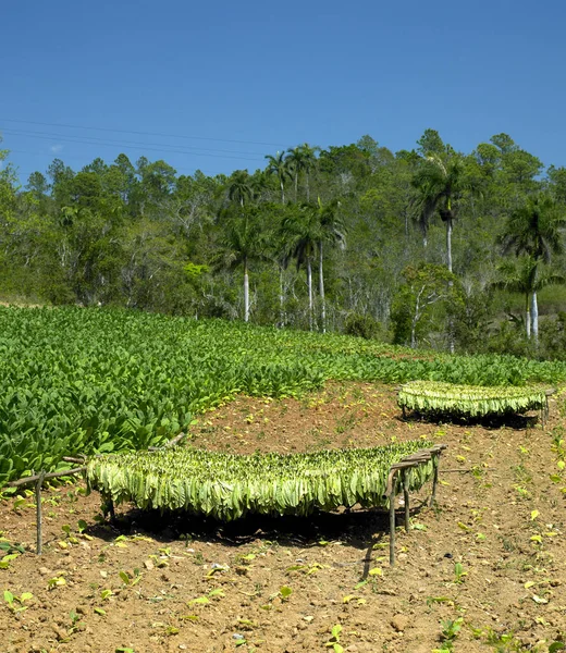 Campo Tabaco Província Pinar Del Rio Cuba — Fotografia de Stock