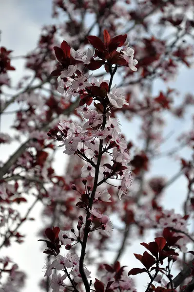 Portugal Flores Fragancia Jardín Hojas Amor Naturaleza — Foto de Stock