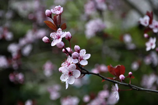 Portugal Flores Fragrância Jardim Folhas Amor Natureza — Fotografia de Stock