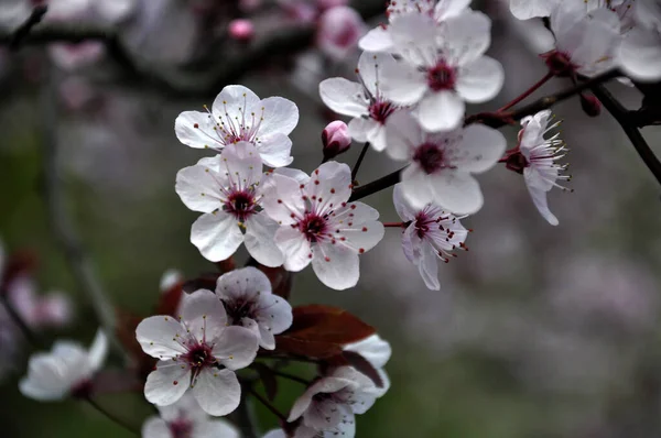 Portugal Blommor Doft Garden Lämnar Love Natur — Stockfoto