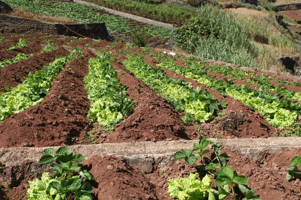 Outdoor Fields Cabo Girao — Stock Photo, Image