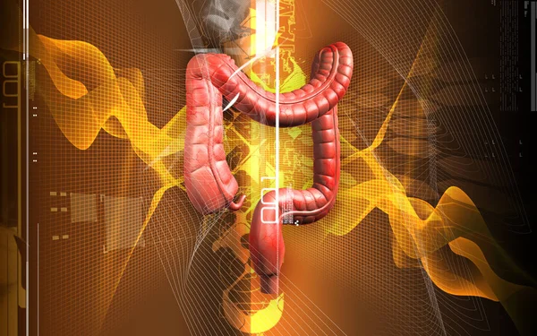 Ilustrație Digitală Sistemului Digestiv Uman Fundal Culoare — Fotografie, imagine de stoc