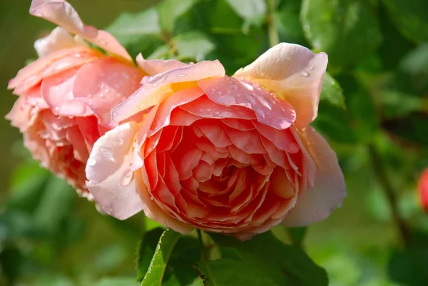 Petali Fiori Rosa Inglese Pianta Giardino — Foto Stock