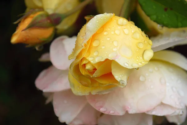 English Rose Flower Petals Garden Plant — Stock Photo, Image