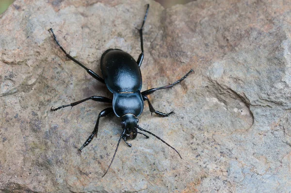 Närbild Insekter Vild Natur — Stockfoto