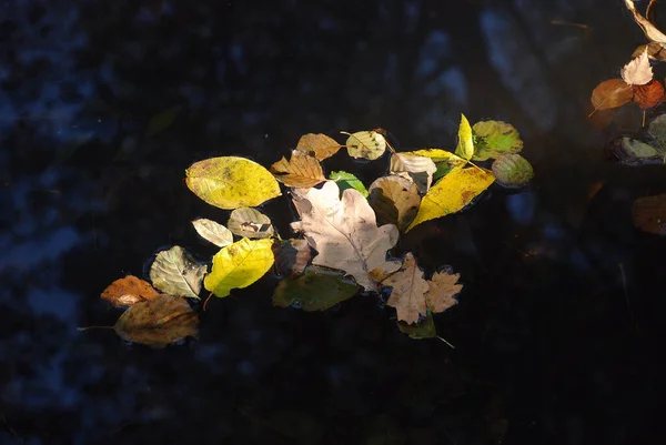 一片五彩斑斓的树叶 — 图库照片