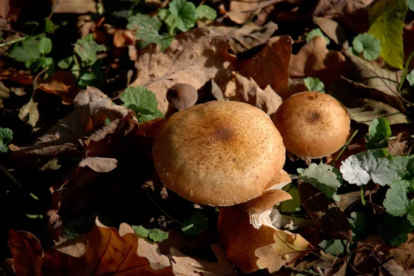 Champignon Dans Spreewald — Photo