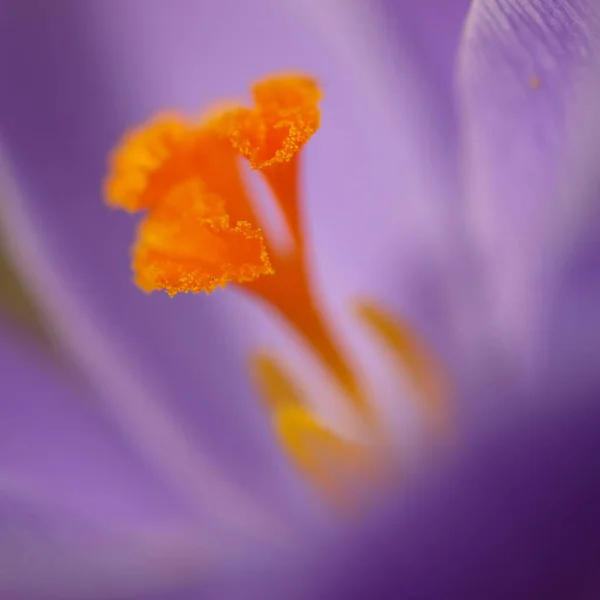 Fleurs Crocus Floraison Flore Printanière — Photo