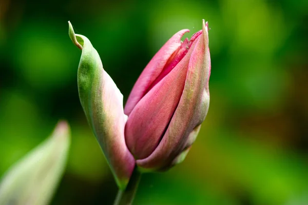 Закрытый Розовый Сад Тюльпанов Перед Цветением — стоковое фото