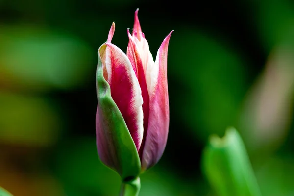 Rózsaszín Kerti Tulipán Bimbó Tulipa — Stock Fotó