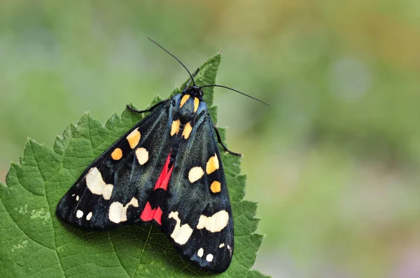 Gros Plan Bug Nature Sauvage — Photo