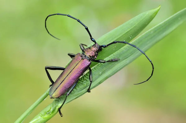 Gros Plan Bug Nature Sauvage — Photo