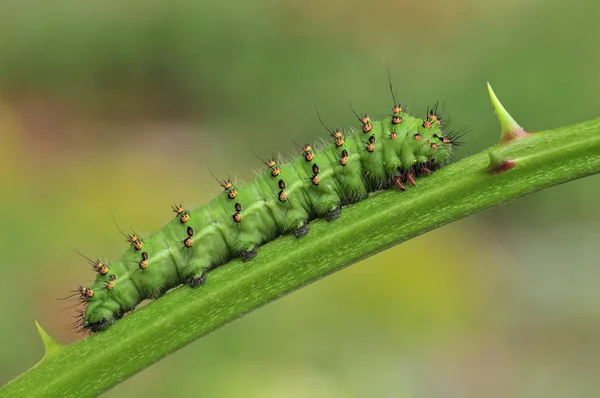 Insecto Oruga Gusano Pequeño — Foto de Stock