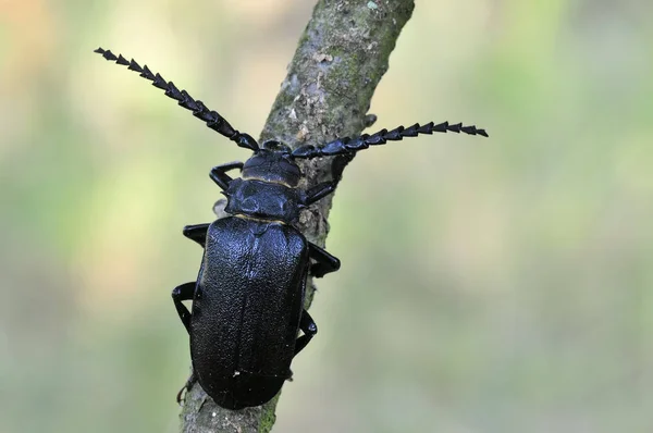 Primer Plano Error Naturaleza Salvaje — Foto de Stock