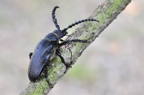 Close Van Een Insect Wilde Natuur — Stockfoto