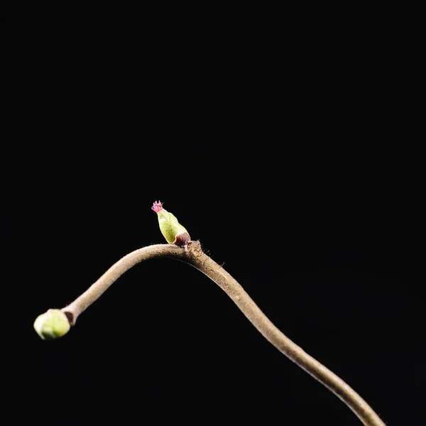 Siyah Arkaplanda Yeşil Bitki — Stok fotoğraf