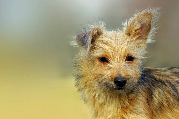 Schilderachtige Weergave Van Schattige Puppy — Stockfoto