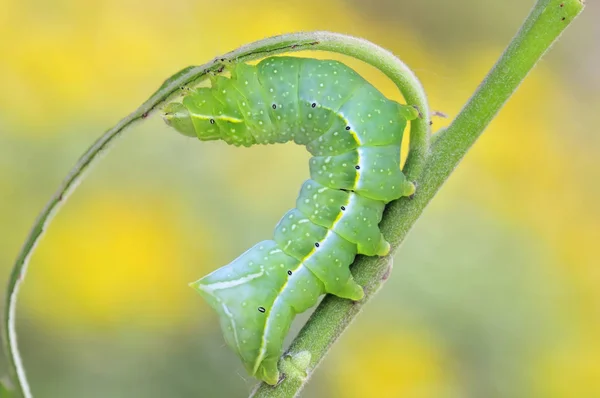 Raupeninsekt Kleiner Wurm — Stockfoto