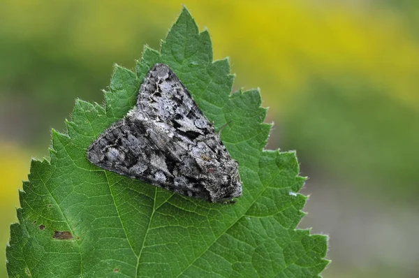 Närbild Insekter Selektivt Fokus — Stockfoto