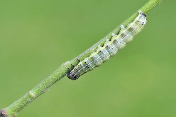 Rups Insect Kleine Worm — Stockfoto
