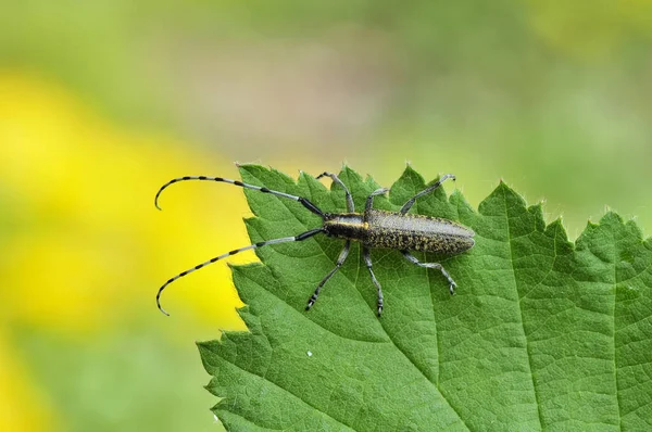 Gros Plan Bug Nature Sauvage — Photo