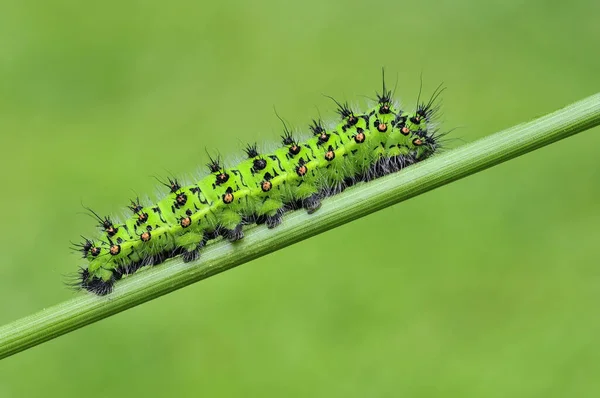 Insecto Oruga Gusano Pequeño —  Fotos de Stock