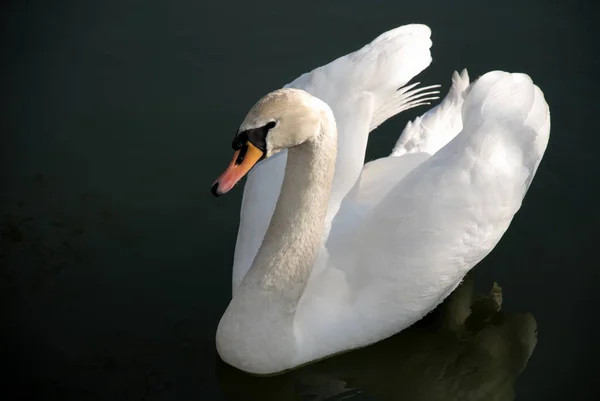 Vista Panorâmica Cisne Majestoso Natureza — Fotografia de Stock