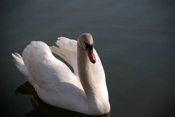 Malerischer Blick Auf Majestätische Schwäne Der Natur — Stockfoto