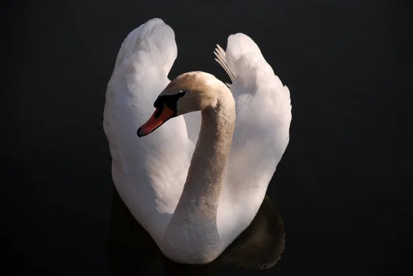 Vue Panoramique Cygne Majestueux Nature — Photo