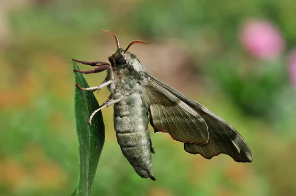 Close Bug Natureza Selvagem — Fotografia de Stock