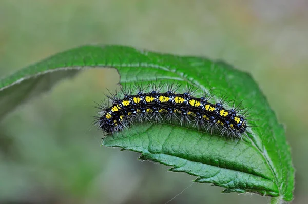 Caterpillar Worm Nature Insect — Stock Photo, Image