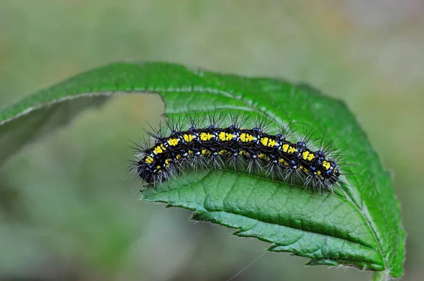 Gusano Oruga Insecto Naturaleza —  Fotos de Stock