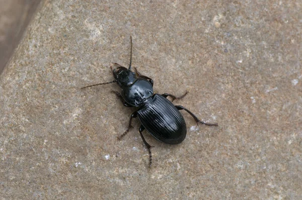 Närbild Insekter Vild Natur — Stockfoto