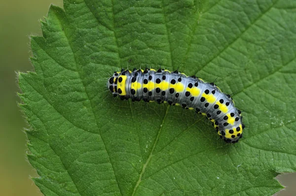 Insecto Oruga Gusano Pequeño —  Fotos de Stock