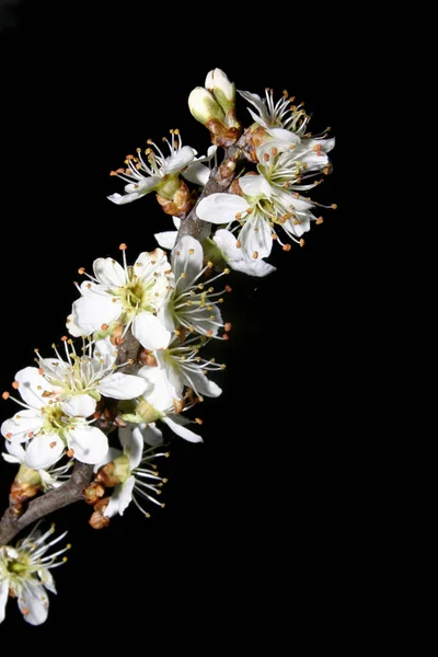 Flores Cerezo Flor — Foto de Stock