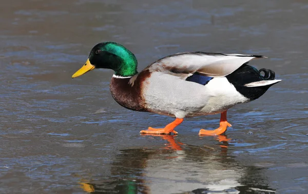 Aussichtsreiche Aussicht Auf Schöne Vögel Der Natur — Stockfoto