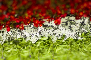red, white and green flowers forming Hungarian flag clipart