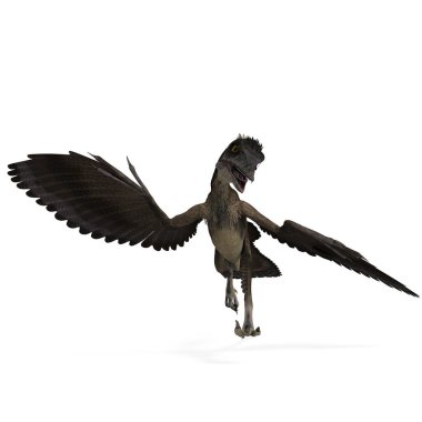 Dinosaur Archaeopteryx. 3D rendering with clipping path and shadow over white clipart