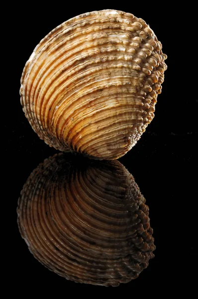 Venuše Rod Malých Velkých Mořských Škeblí Čeledi Veneridae Která Někdy — Stock fotografie