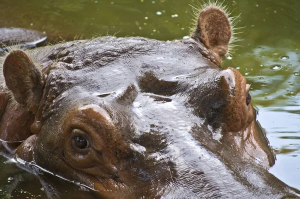 Closeup Swimming Hippo Looking You — Stock Photo, Image