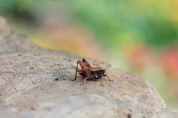 Krekel Sprinkhaan Insect Natuur — Stockfoto