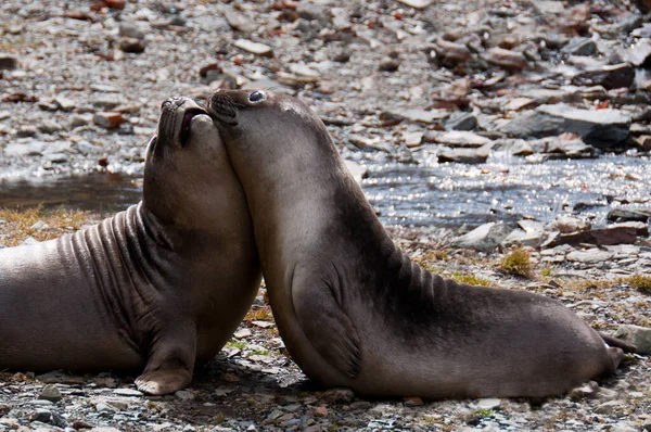 Two Young Elephant Seals Exhibit Close Bond Affectionately Hug Colony — Stock Photo, Image