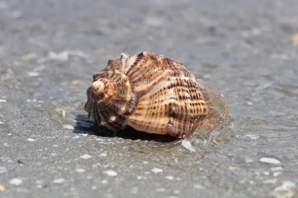 Una Conchiglia Sulla Spiaggia Mare — Foto Stock